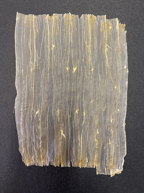 VF Papyrus - White Asparagus (Long)