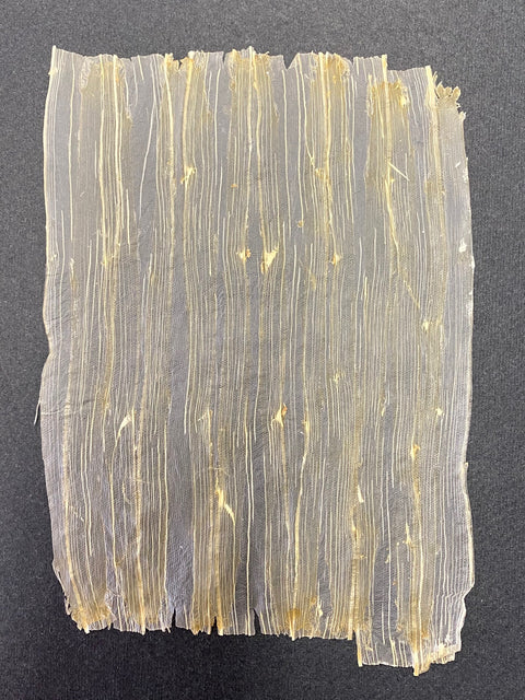 VF Papyrus - White Asparagus (Long)