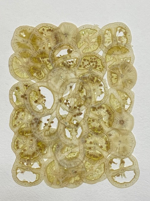 VF Papyrus - Green Tomato
