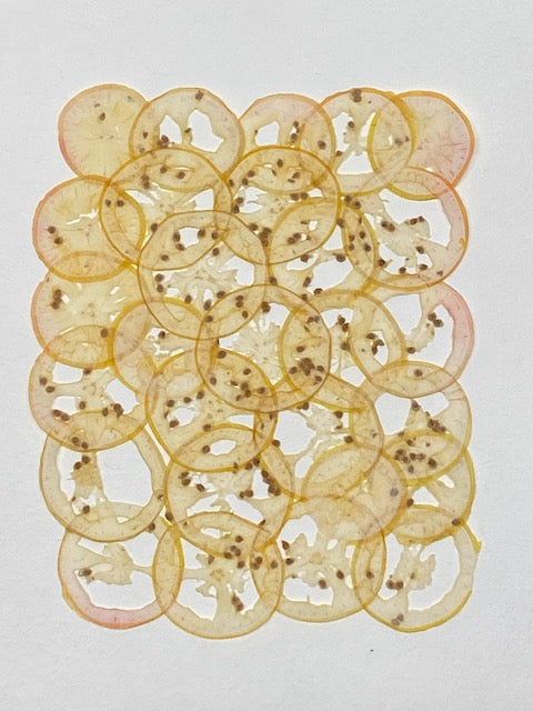 VF Papyrus - Tomato