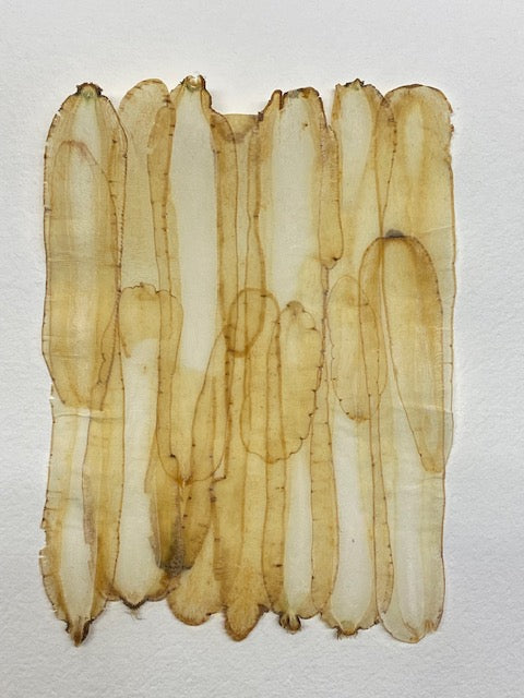 VF Papyrus - Carrot Long Cut