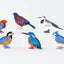 2026 Birds Calendar